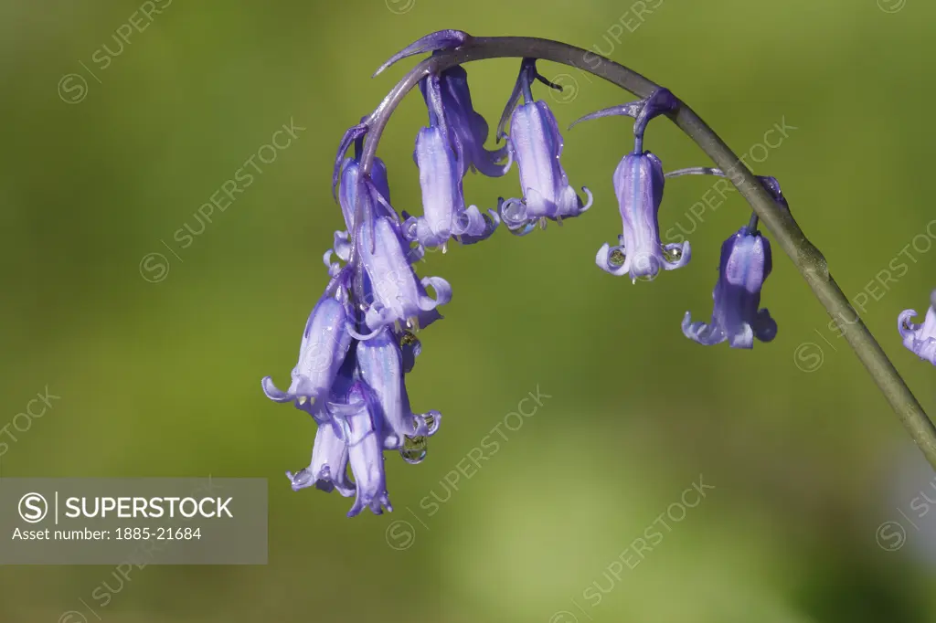 UK - England, Hampshire, Petersfield, Bluebell Hyacinthoides non-scripta Petersfield Hampshire