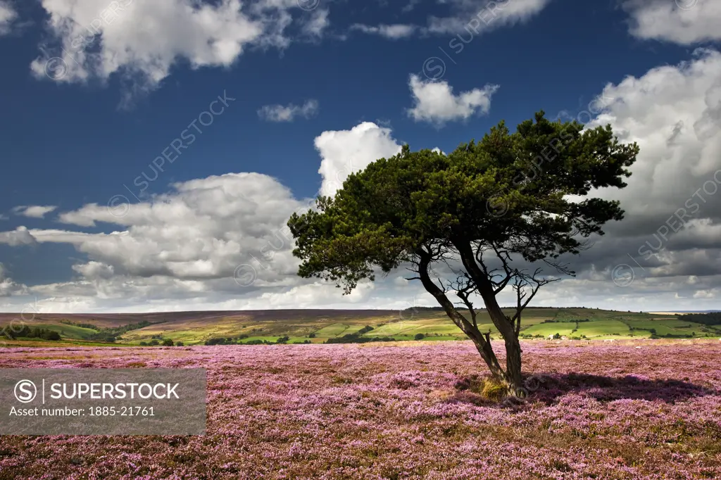 UK - England, North Yorkshire, Egton, August Heather Egton Moor, North York Moors National Park