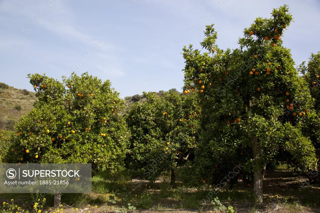Cyprus, South Cyprus, Paphos, Cyprus; Akamas; Orange Trees near Akamas;