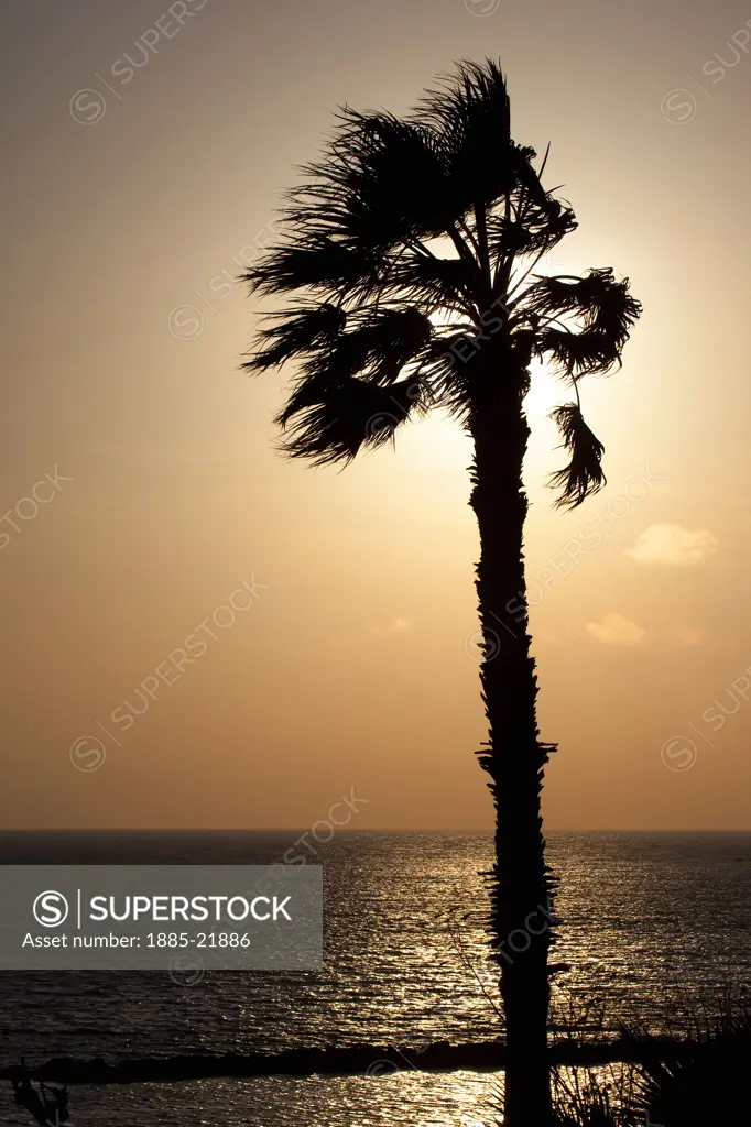 Cyprus, South Cyprus, Paphos, Cyprus, Paphos, Palm Tree at Sunset