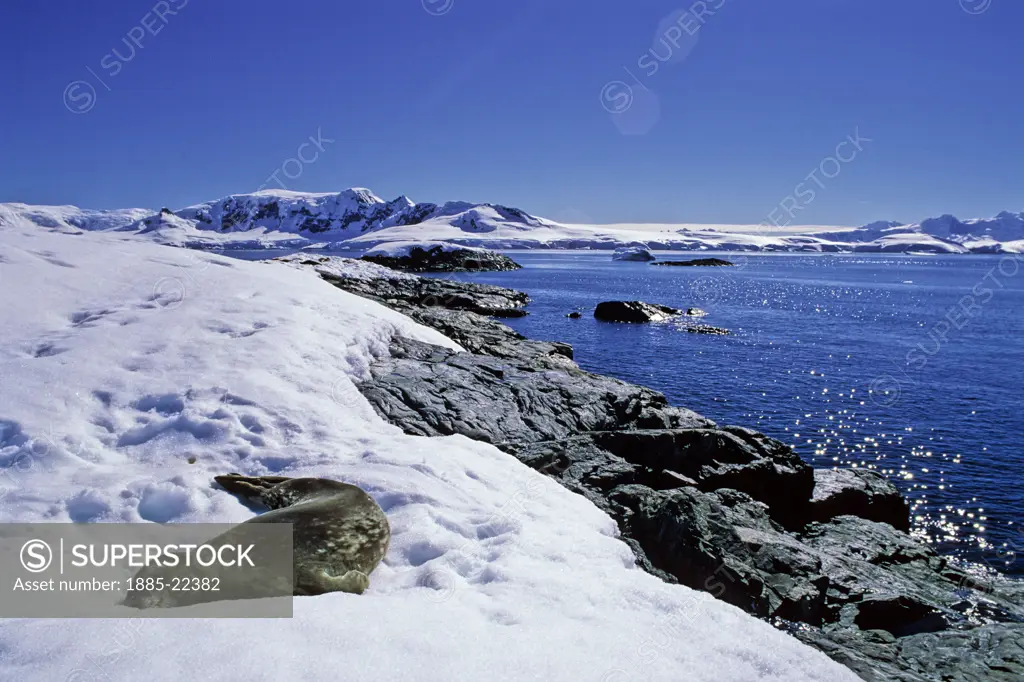 Antarctica, Antarctic Peninsula, Seal sleeping on snow with bright blue polar sky, roacks and clam ocean