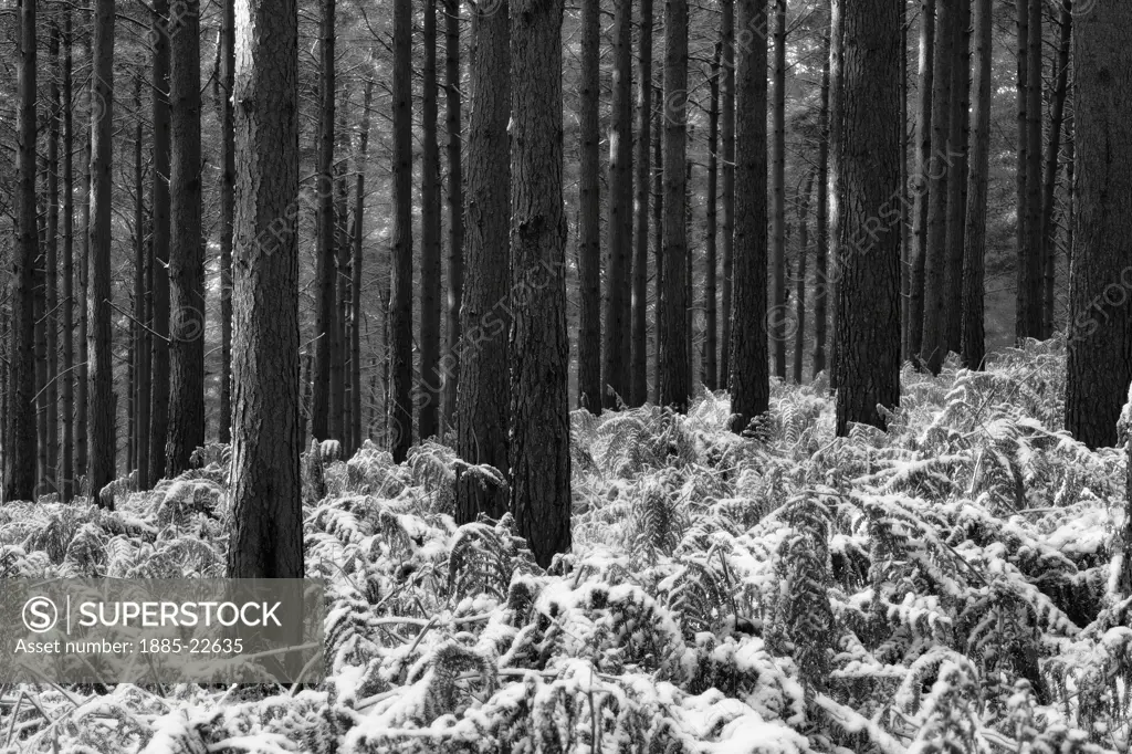 UK - England, Surrey, Frensham, Winter Forest Scene