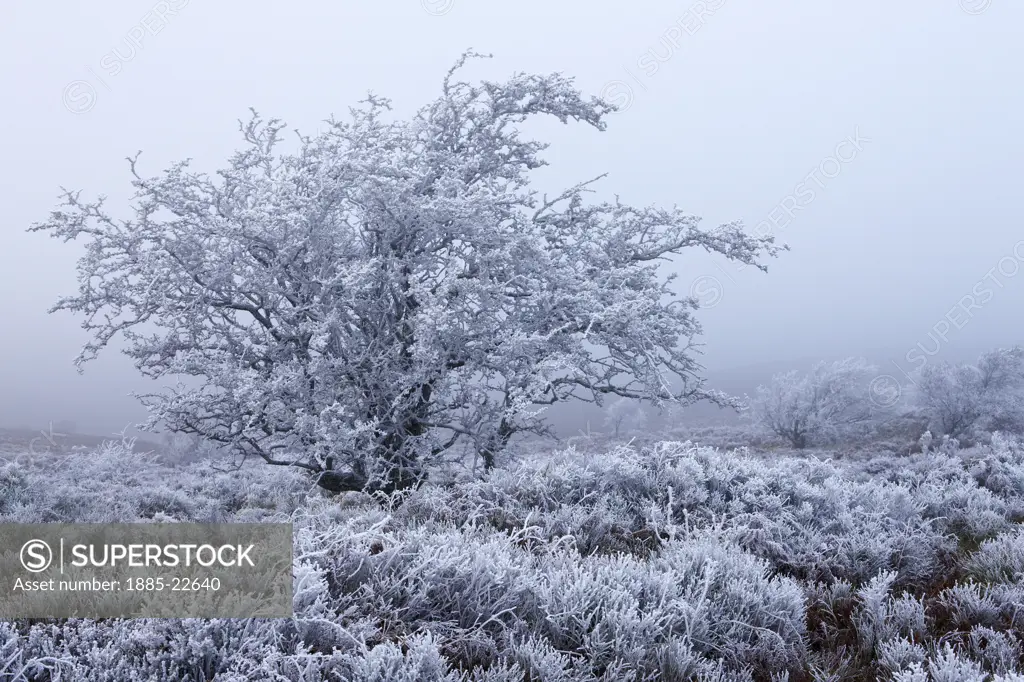 UK - England, Devon, Exmoor National Park, Hawthorn Tree covered in hoar frost
