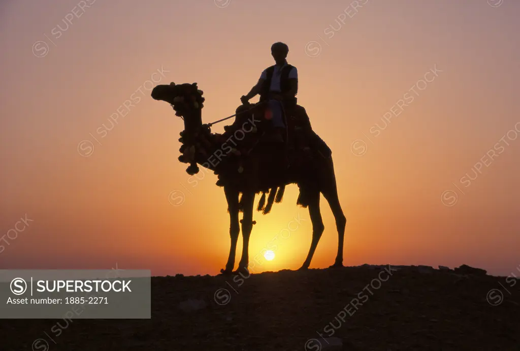Egypt, , Giza , Camel & Egyptian Rider