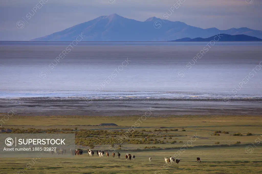 Bolivia, Llama on the edge of the salar de uyuni at dawn