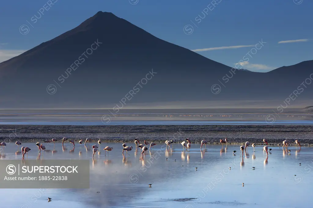 Bolivia, Flamingos on laguna colorada at dawn
