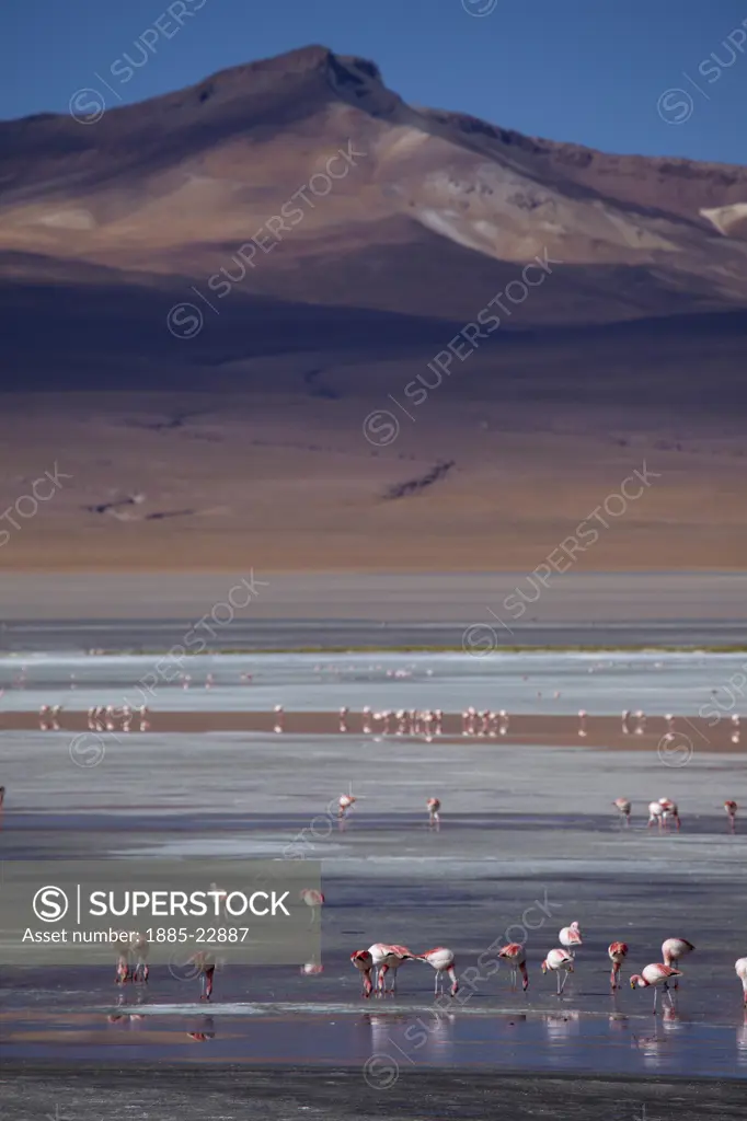 Bolivia, James flamingos on laguna colorada