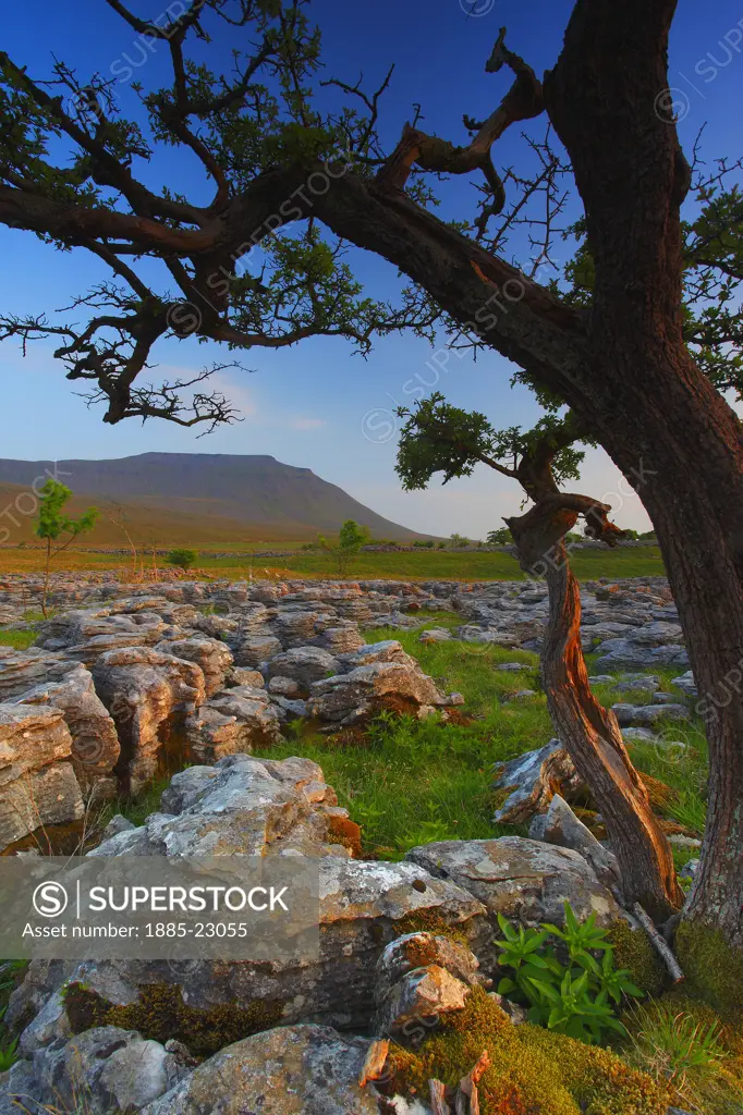 UK - England, North Yorkshire, Southerscales, Ingleborough from limestone pavement on southerscales nature reserve