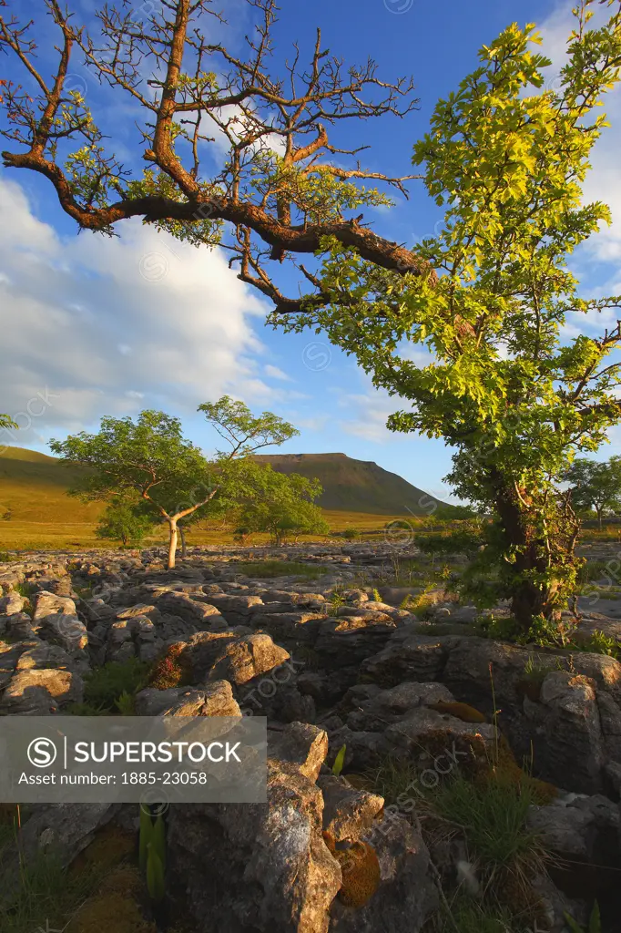 UK - England, North Yorkshire, Southerscales, Ingleborough from southerscales nature reserve