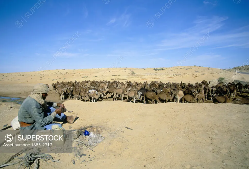 Tunisia, The Jerid, Kebili, Camelteer and Camel Herd