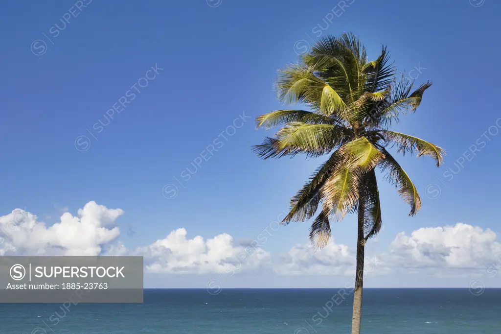 Caribbean, Puerto Rico, San Juan, Palm tree and Atlantic Ocean