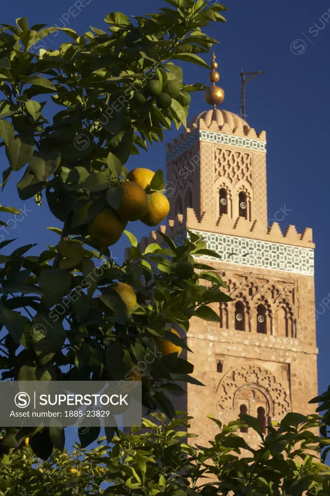 Morocco, Marrakesh, Koutoubia Mosque and orange trees