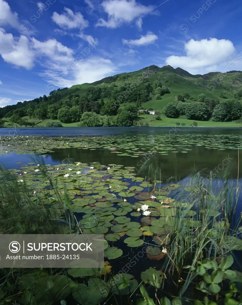 UK - England, Cumbria, Loughrigg Tarn, View over lake with waterlilies to Loughrigg Fell