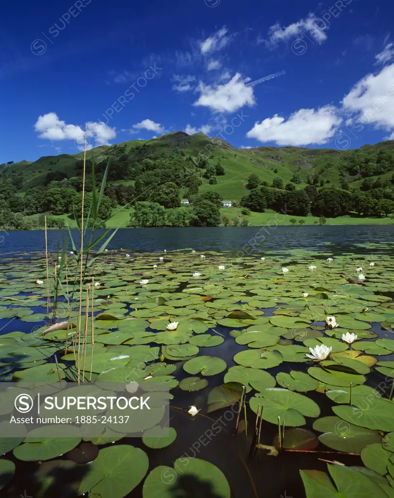 UK - England, Cumbria, Loughrigg Tarn, View over lake with waterlilies to Loughrigg Fell