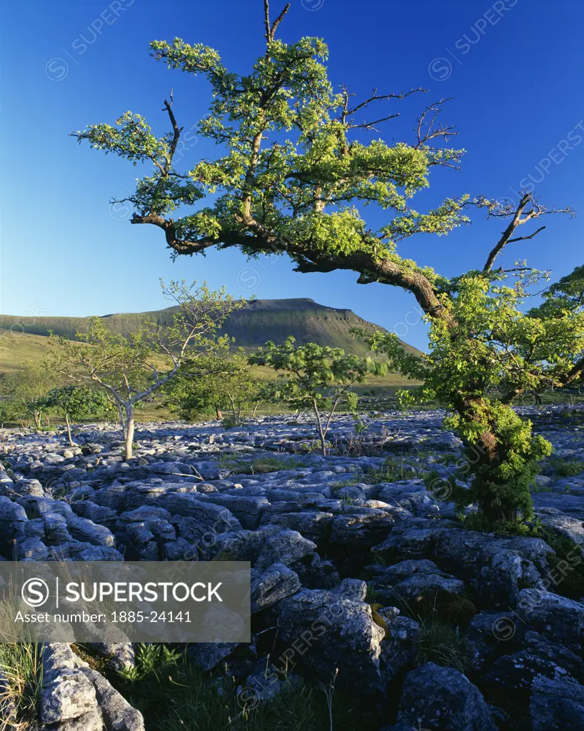 UK - England, Yorkshire, Southerscales Nature Reserve, View to Ingleborough from limestone pavement