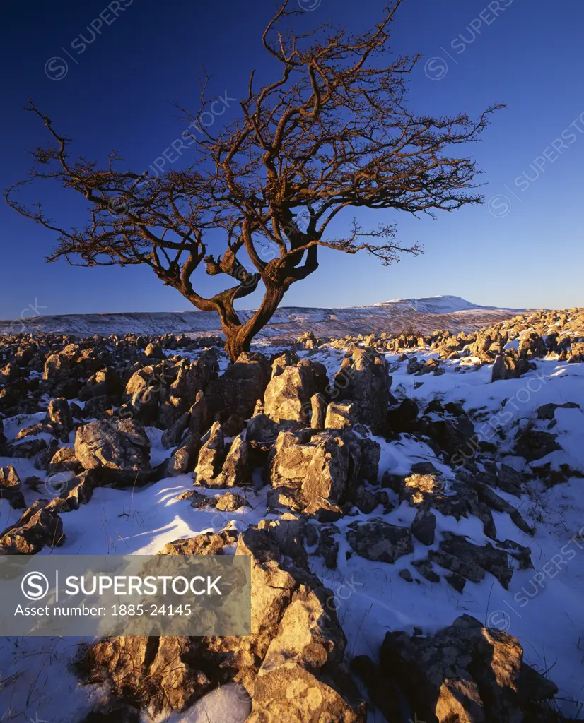 UK - England, Yorkshire, Southerscales Nature Reserve, View to Whernside in winter