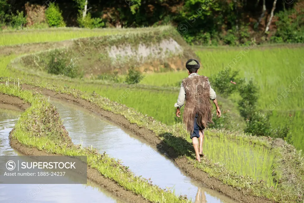 China, Yuanyang, Hani man working on rice terraces