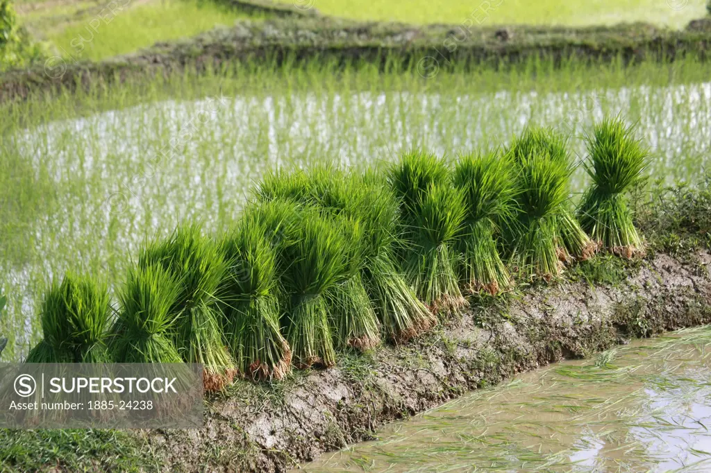 China, Yuanyang, Sheaves of rice on rice terraces