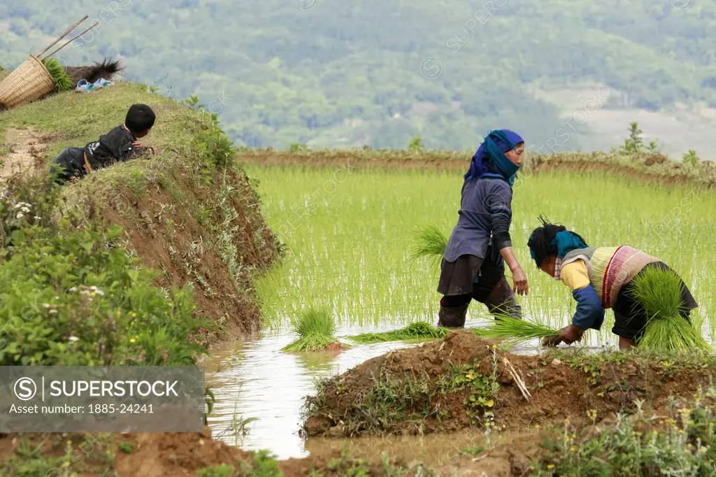 China, Yuanyang, Hani people working on rice terraces