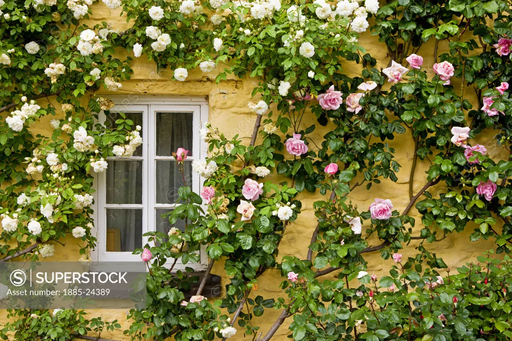 UK - England, Somerset, Bossington, Rose covered cottage