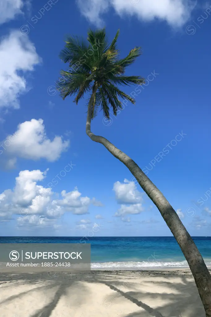 Caribbean, Barbados, Bottom Bay, Leaning palm tree on beach