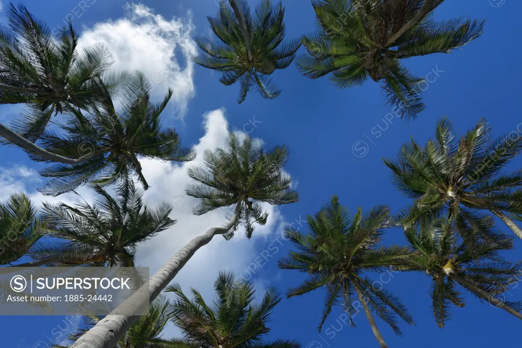 Caribbean, Barbados, Bottom Bay, Palm trees