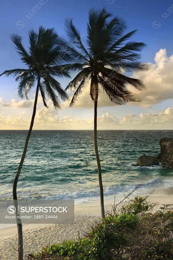 Caribbean, Barbados, Bottom Bay, Palm trees on beach