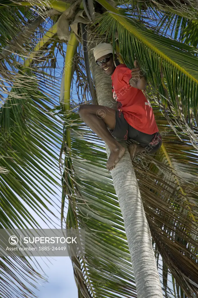 Caribbean, Barbados, Bottom Bay, Man in red giving thumbs up on palm tree