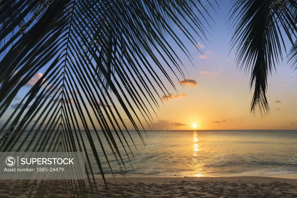 Caribbean, Barbados, Holetown - near, Palm leaves and beach at sunset