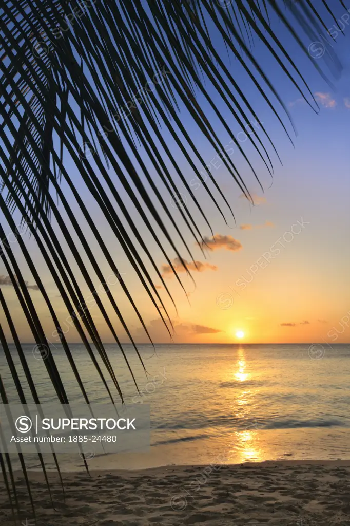 Caribbean, Barbados, Holetown - near, Palm leaf and beach at sunset