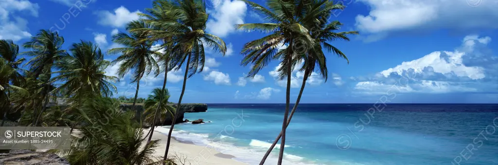 Caribbean, Barbados, Bottom Bay, Beach scene with palm trees