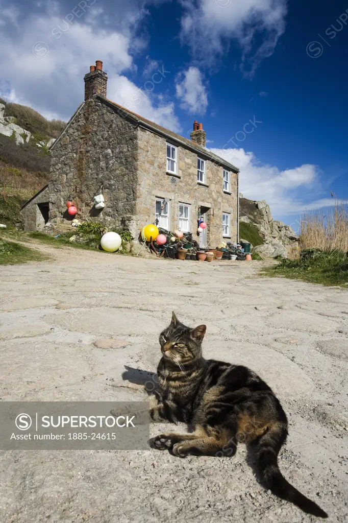 UK - England, Cornwall, Penberth Cove, Fishermans cottage and cat