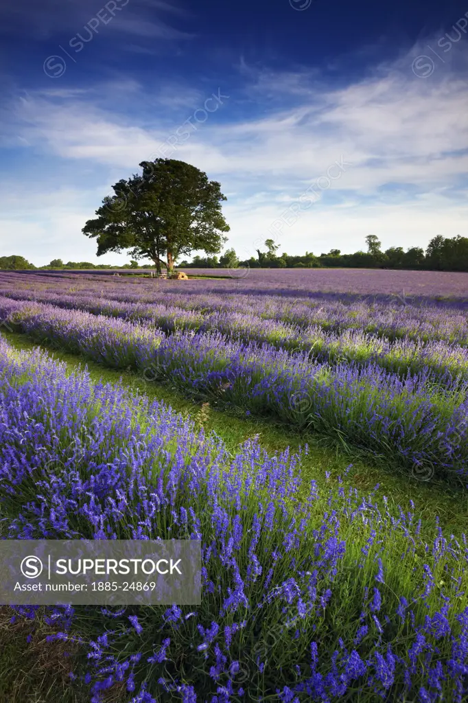 UK - England, Surrey, Banstead, Lavender farm