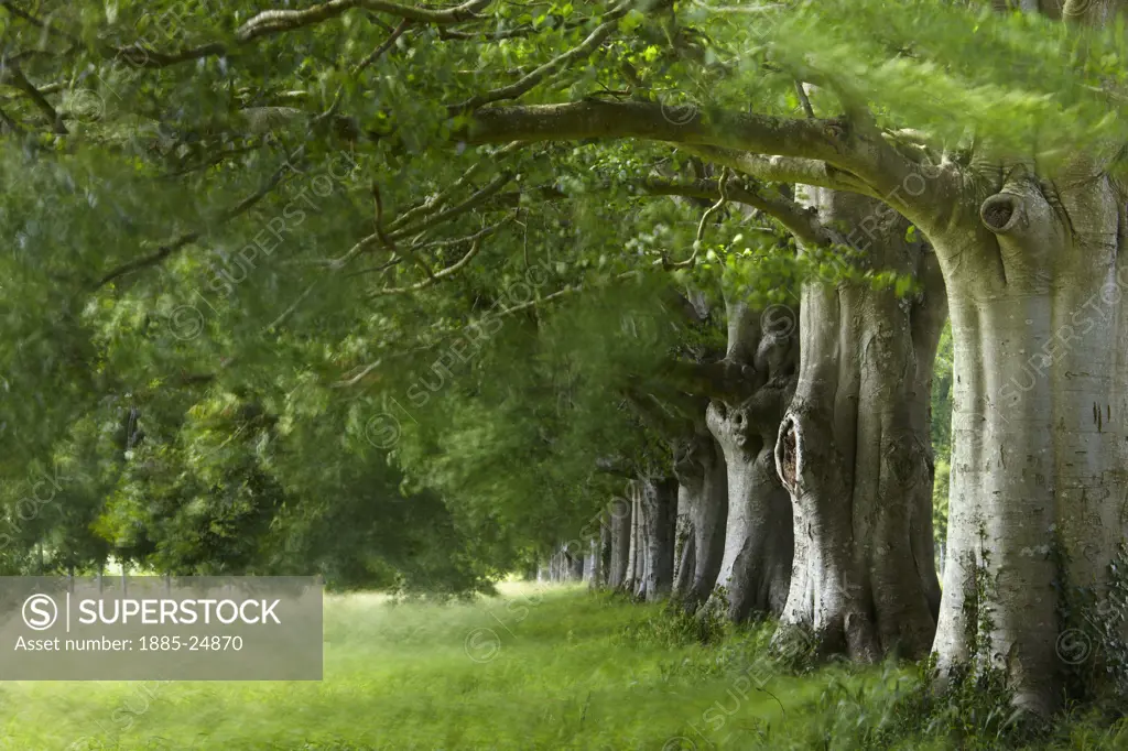UK - England, Dorset, Kingston Lacy, Avenue of ancient Beech trees