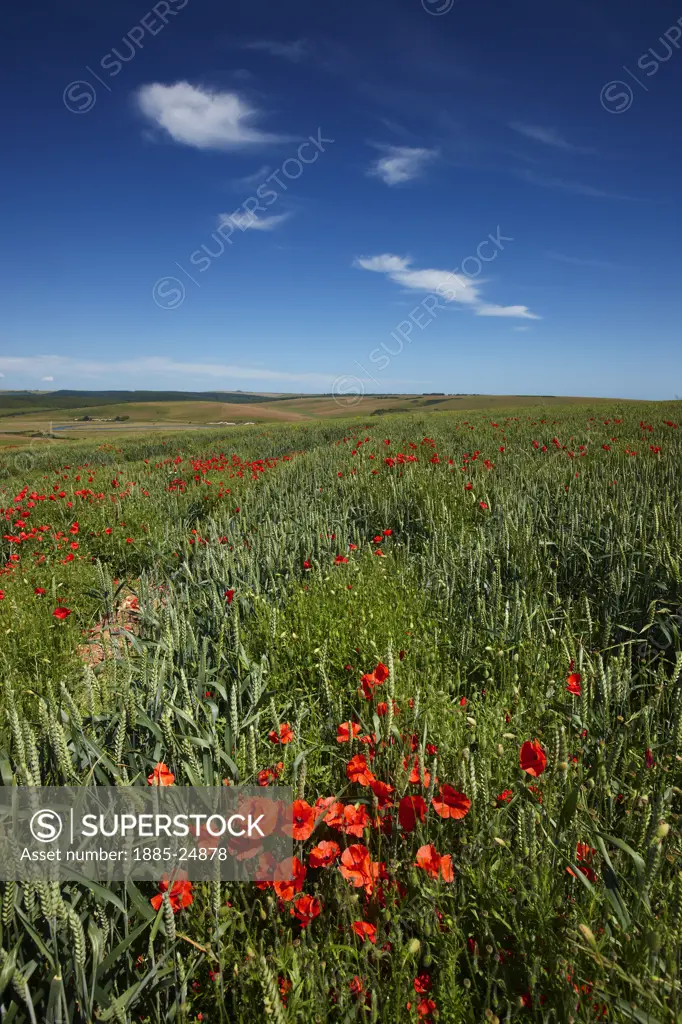 UK - England, East Sussex, Seaford, Poppies amongst crops