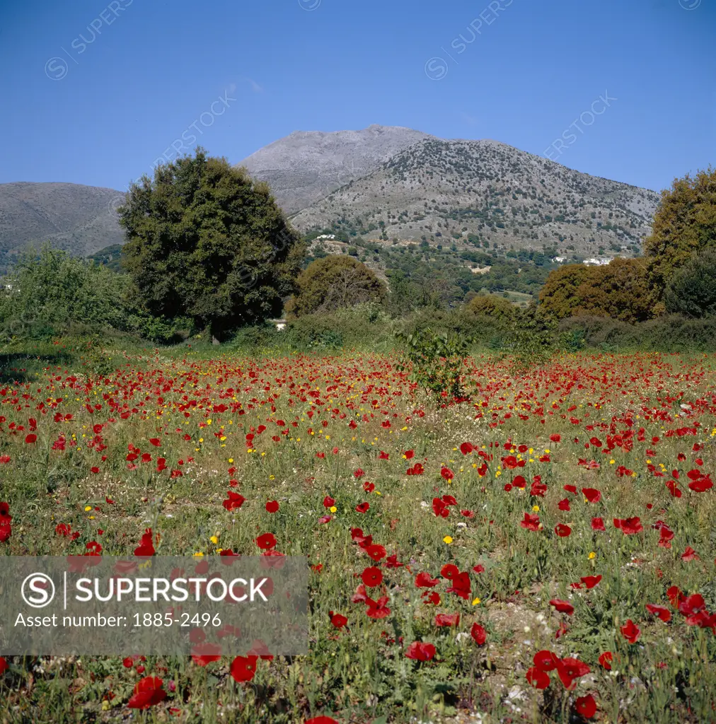 Greek Islands, Crete, Lasithi Plateau, Field of red poppies