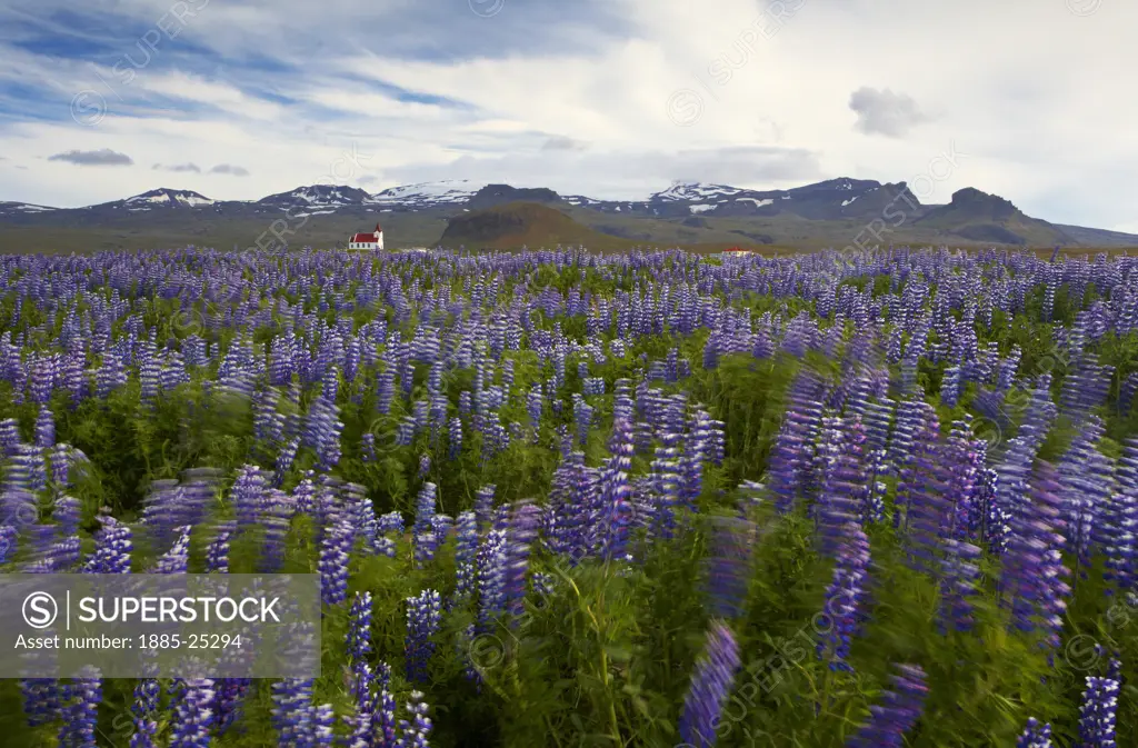 Iceland, Ingjaldsholl, View over wildflowers to church and glacier
