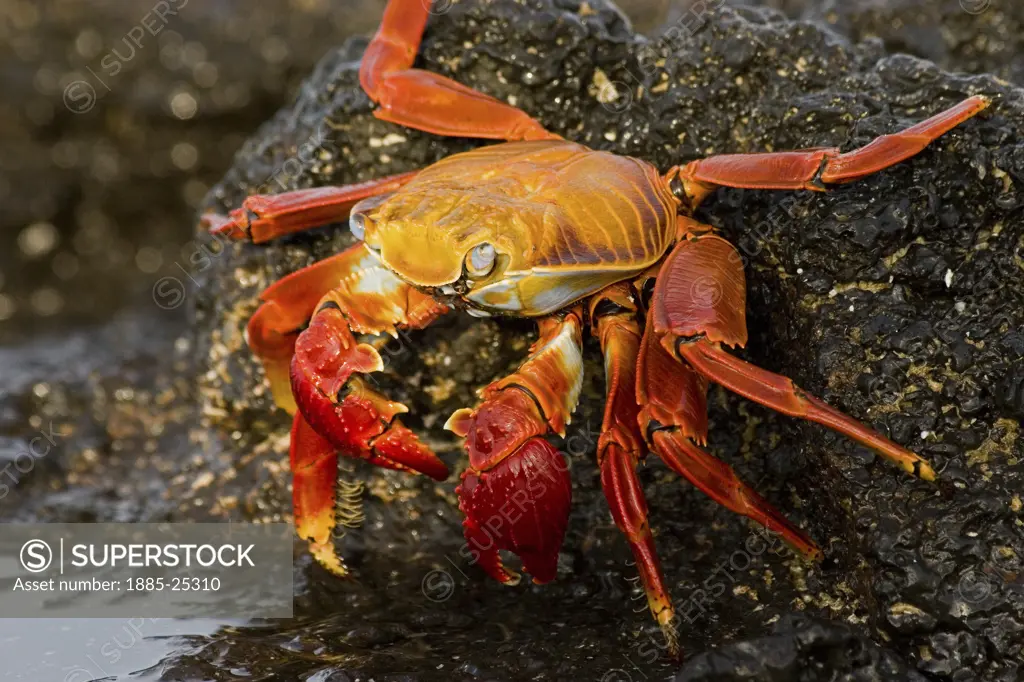 Ecuador, Galapagos Islands, Isla Santa Cruz, Sally Lightfoot crab