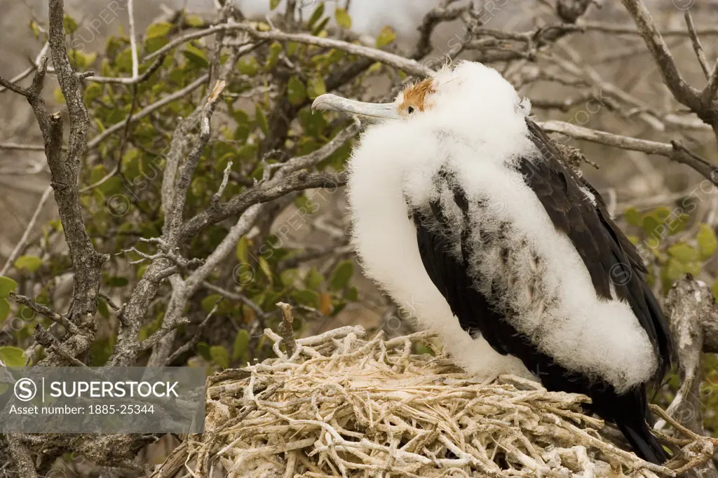 Ecuador, Galapagos Islands, Seymour Norte, Seabird - Magnificent Frigate Bird chick