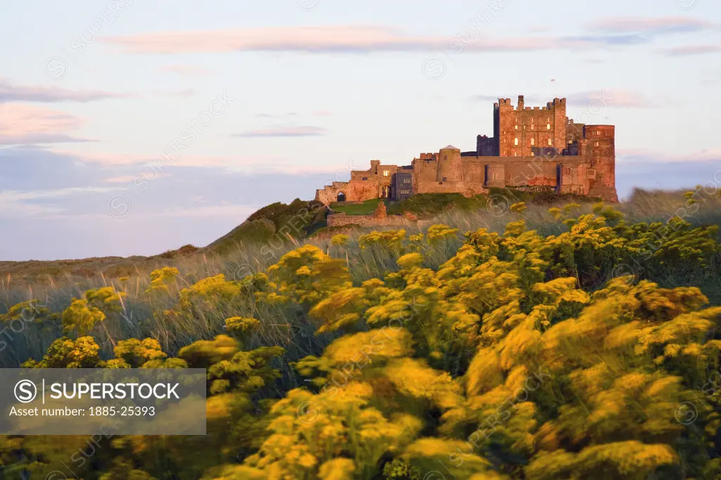 UK - England, Northumberland, Bamburgh, Bamburgh Castle over wildflowers