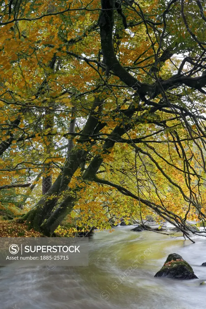 UK - Northern Ireland, County Tyrone, Cookstown - near, View along Ballinderry River in autumn