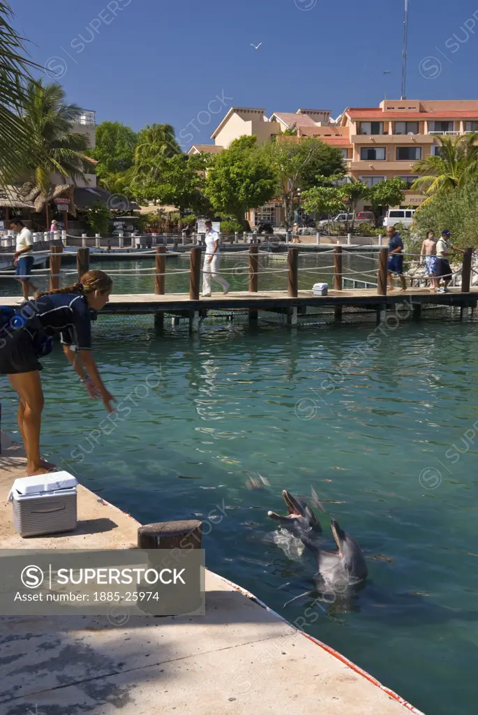 Mexico, Quintana Roo, Puerto Aventuras, Puerto Aventuras Marina - Dolphin Experience