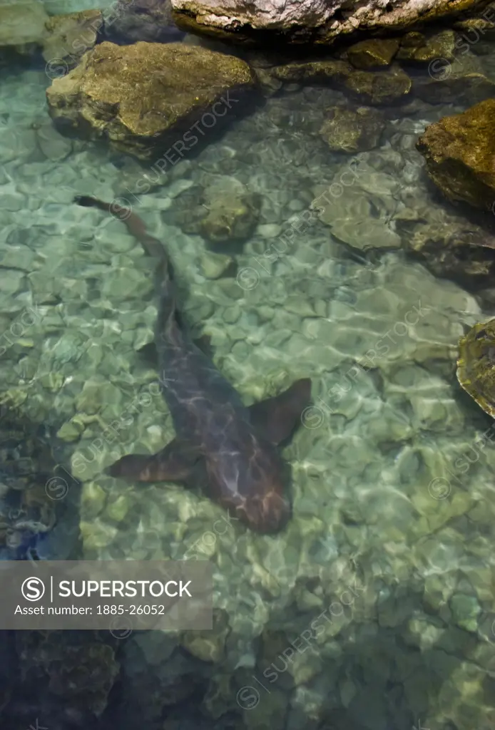 Mexico, Quintana Roo, Xcaret, Shark
