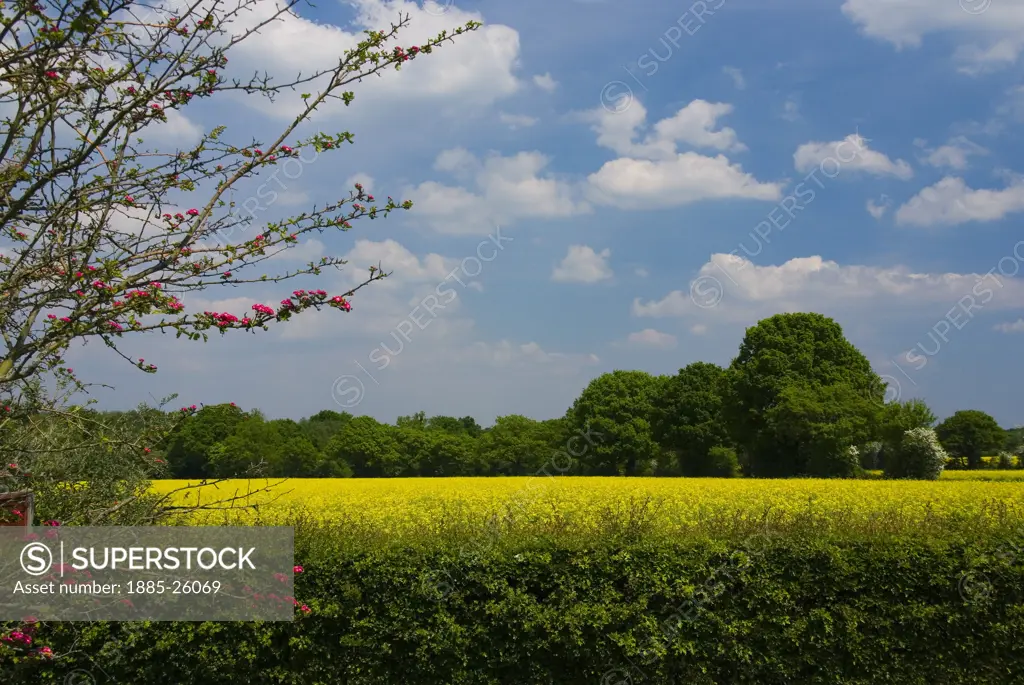 UK - England, Hampshire, Crookham Village, View across rape field in bloom