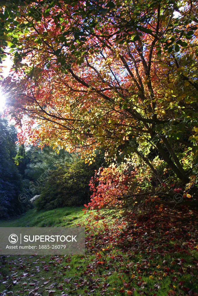 UK - England, West Sussex, Leonardslee Lakes and Gardens, Colourful autumn trees