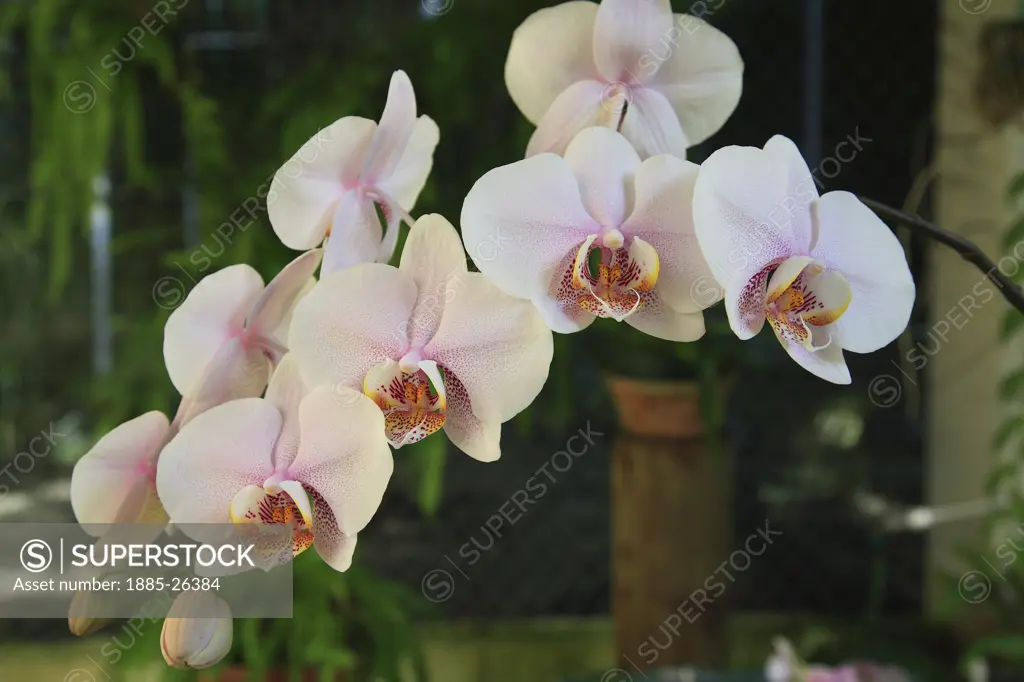 Caribbean, Barbados, St George, Orchid World - pink orchid
