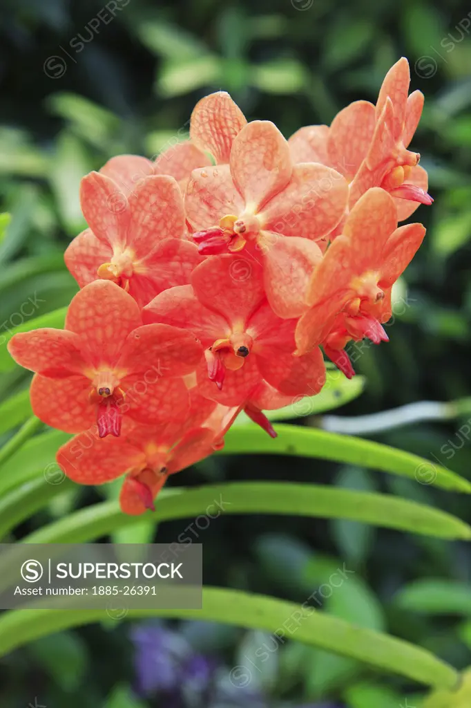 Caribbean, Barbados, St George, Orchid World - orange orchid