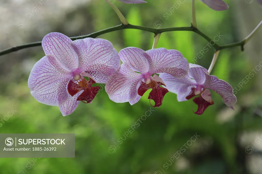 Caribbean, Barbados, St George, Orchid World - pink orchid