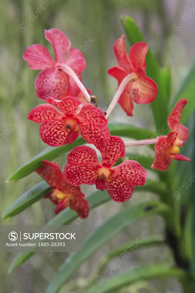 Caribbean, Barbados, St George, Orchid World - red orchid