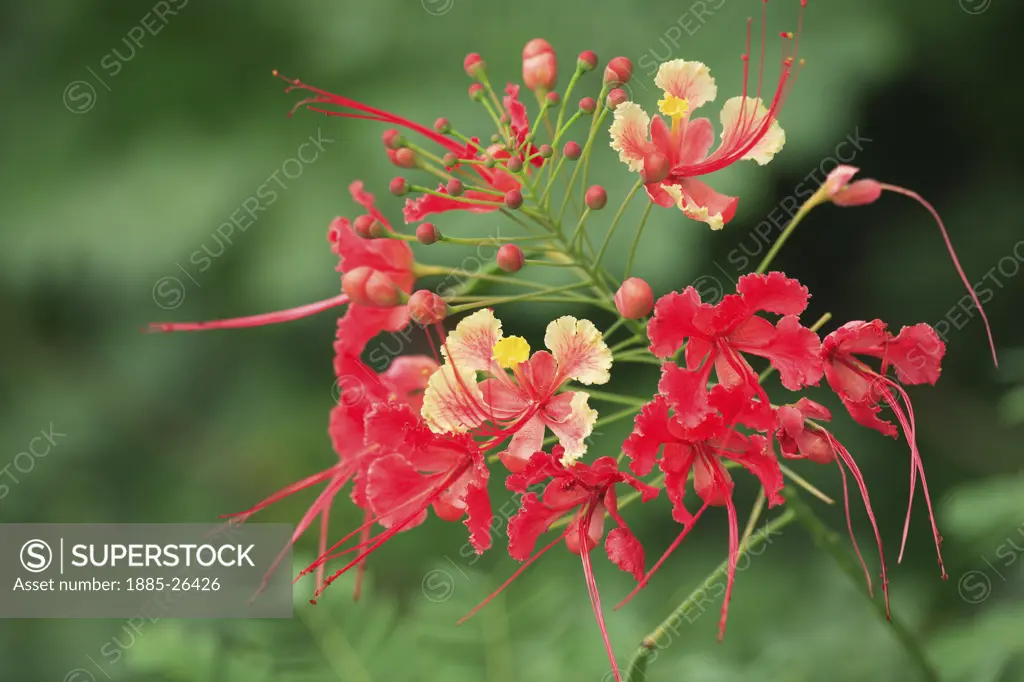 Caribbean, Barbados, Sandy Lane, Tropical bloom